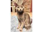 Adopt Blueberry a Russian Blue