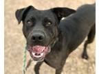 Adopt SMOKE* a Labrador Retriever, Mixed Breed