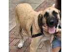 Adopt TENNESSEE, NASHVILLE; "JASPER" a Anatolian Shepherd