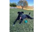 Adopt Ben (251) a Labrador Retriever, Mixed Breed