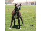 Adopt Duke (825) a Pit Bull Terrier, Mixed Breed