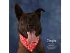 Adopt Jingle (359) a Australian Cattle Dog / Blue Heeler, Mixed Breed