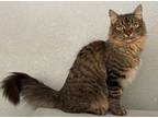 Adopt Tucker a Maine Coon, Tabby