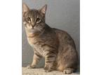 Adopt Tito a Silver, Tabby