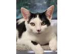 Adopt Gage a Domestic Short Hair