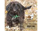 Adopt Brockton a Petit Basset Griffon Vendeen, Cocker Spaniel