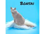 Adopt Bonsai a Domestic Short Hair