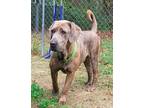 Adopt Magnum *FOSTER NEEDED TOO! a Mastiff, Great Dane