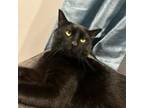 Adopt Midnight a Domestic Short Hair