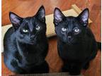 Adopt Fuzzy and Wuzzy a Bombay, Domestic Short Hair