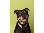 Adopt Barrack a Rottweiler, Mixed Breed