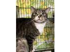 Adopt Cargo a Domestic Short Hair