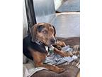 Adopt Gunner a Beagle, Coonhound