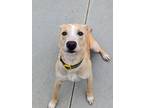 Adopt Whimsical a Hound, Labrador Retriever