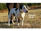 Adopt Snoopy a Bull Terrier, Mixed Breed
