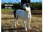 Adopt Batman a Bull Terrier, Mixed Breed