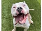 Adopt GUILDENSTERN a American Staffordshire Terrier, Mixed Breed