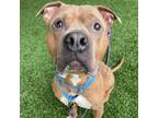 Adopt Hash a Pit Bull Terrier
