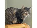 Adopt Fanta a Domestic Short Hair