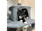 Adopt Voeller a Domestic Short Hair