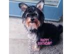 Adopt Bear - SPECIAL NEEDS a Yorkshire Terrier