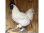 Adopt Brad a Chicken