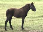2023 Weanling Gaited Filly