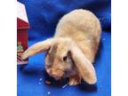 Adopt Jim - Adorable Male Baby Bunny! a Lop Eared