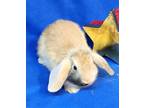 Adopt Harley - Adorable Male Baby Bunny! a Lop Eared