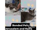Adopt Bonded Pair Jerusalem and Haifa a Russian Blue, Tabby