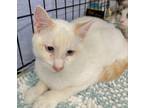 Adopt Donatello - Portofino Petsmart a Siamese