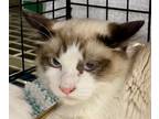 Adopt Zorro - Portofino Petsmart a Snowshoe, Siamese