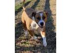 Adopt 2312-1532 Diesel a Pit Bull Terrier