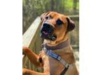 Adopt 2311-0689 Trusty (Off Site Foster) a Mastiff