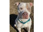 Adopt 2311-0016 Rampage a Pit Bull Terrier