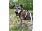 Adopt 2312-1503 Draco a Plott Hound