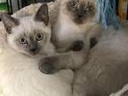 Blue Siamese Kittens