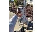 Adopt White pittie-lab mix a Pit Bull Terrier, Labrador Retriever