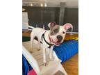 Adopt Pablo a Terrier, Pit Bull Terrier