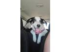 Adopt Coal a Australian Shepherd, Terrier