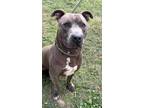 Adopt Titus a American Staffordshire Terrier