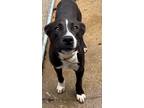 Adopt Dave a Labrador Retriever, Pit Bull Terrier