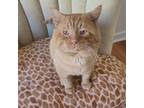 Adopt Georgie - Big Head Garfield a Domestic Short Hair