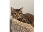 Adopt Pippin (Porthos) a Domestic Short Hair