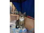 Adopt Timmie a Domestic Medium Hair