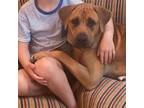 Adopt Patty the Tripod a Rhodesian Ridgeback, Black Mouth Cur