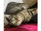 Adopt Reese a Domestic Short Hair