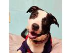 Adopt Logan a American Staffordshire Terrier, Border Collie