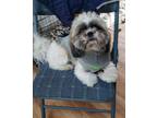 Adopt MILO a Shih Tzu