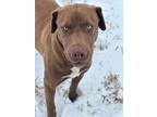 Adopt Morty a Labrador Retriever, Mixed Breed